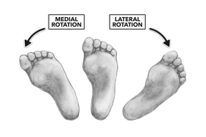 踝关节：人体动力链的关键节点与它的重要性